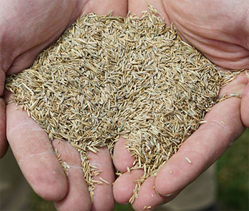 Weed Man technician holding lawn seed